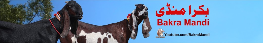 Bakra Mandi यूट्यूब चैनल अवतार