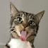 7-mBCYyohyg-channel-avatar-Catsync