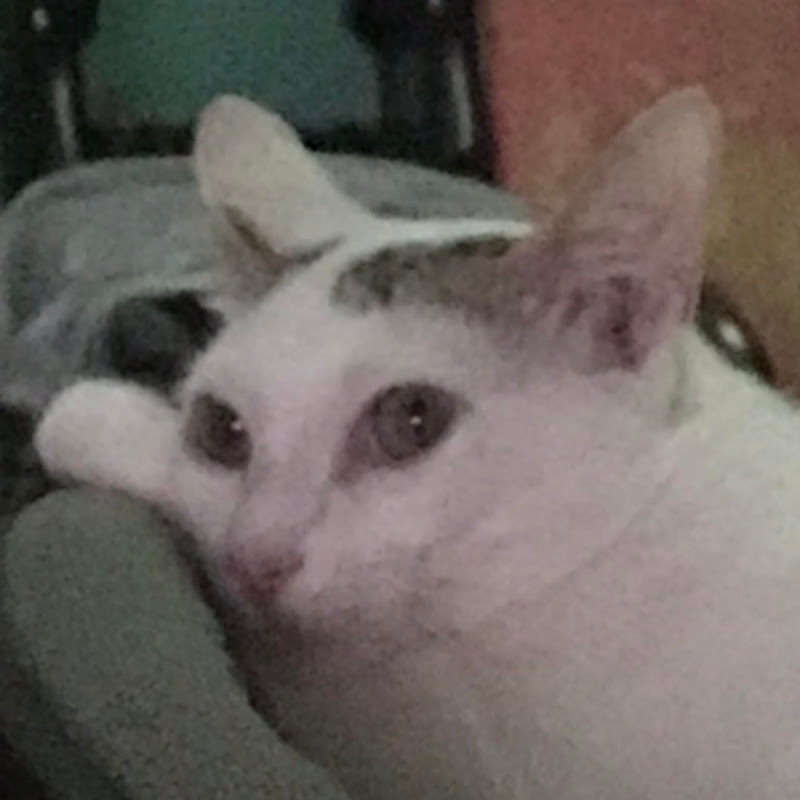 Sniffles00