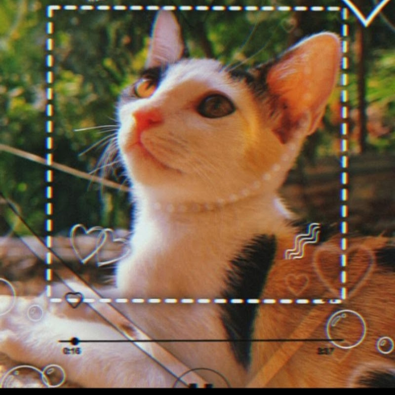 Just chill with pets