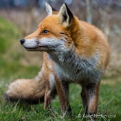 Ledbury Anti Fox Hunt Group