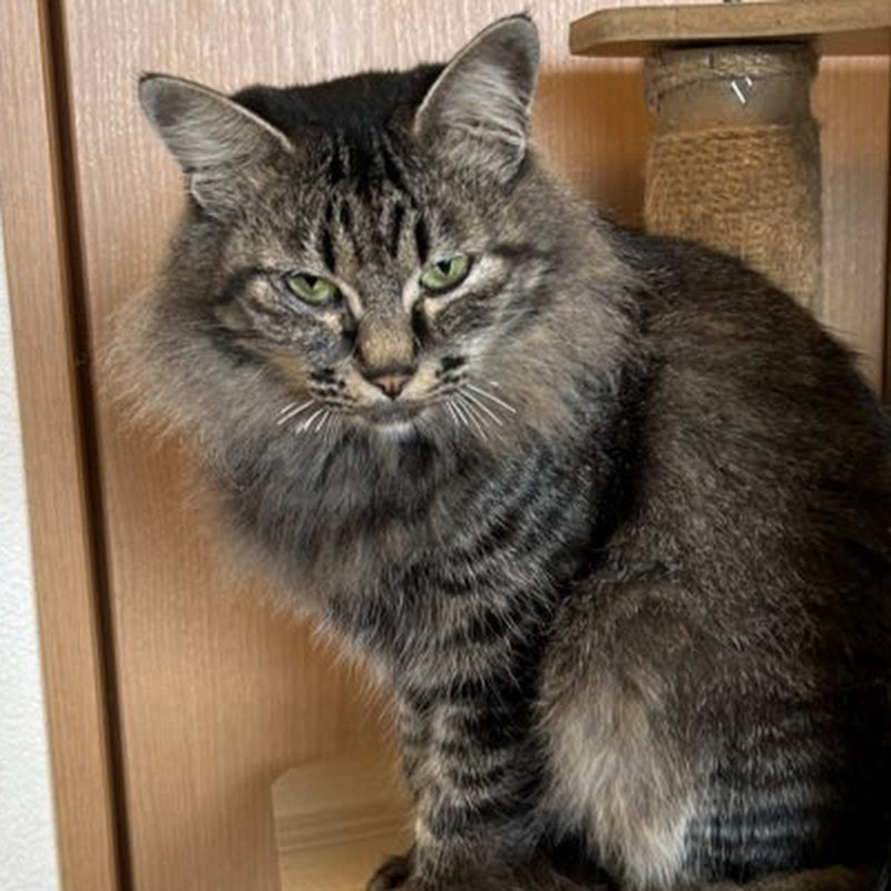 ねこ屋敷　大家族