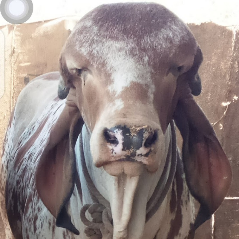 Mangal gir goshala Rajasthan gir cow breeders