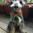 @miniatureschnauzerdog