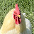 @WHOOPSCOOP-e3u Avatar