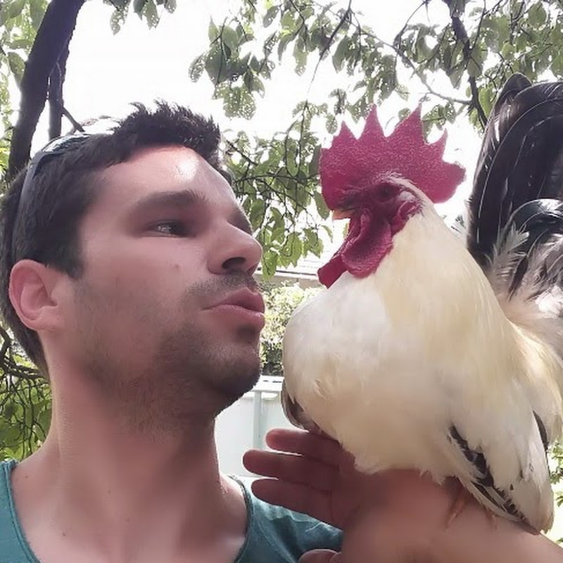 Hen Hero