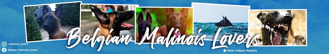 Malinois Lovers Awatar kanału YouTube