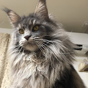 Alice is Maine Coon cat