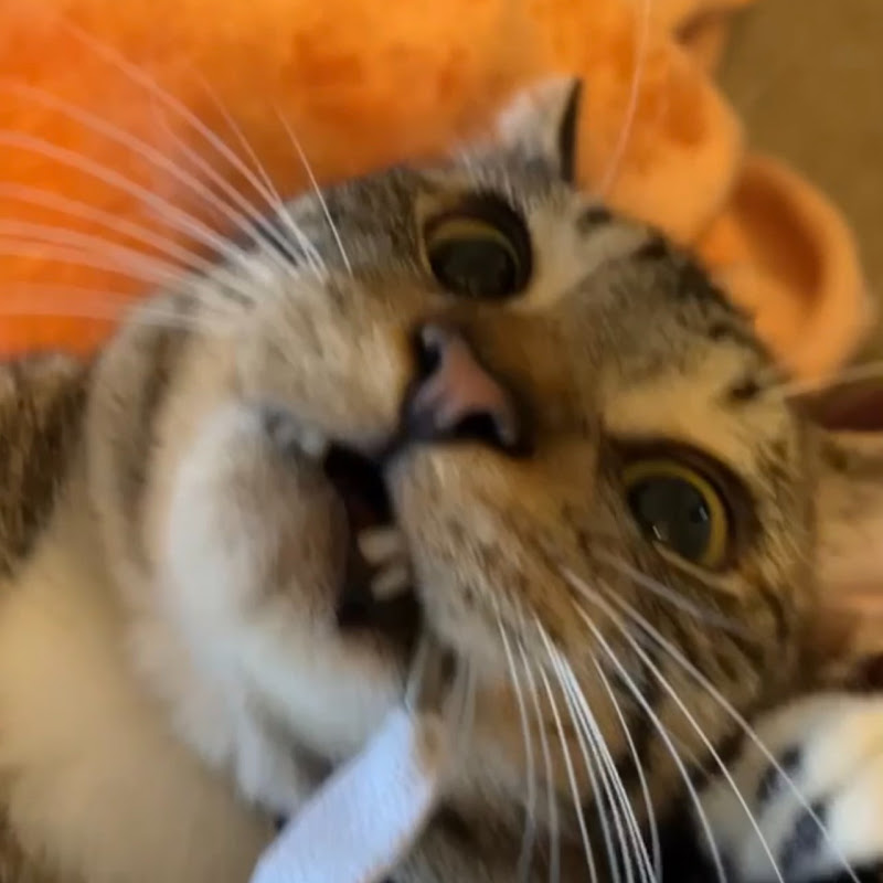 She still does this to this day 🤣 #catsofyoutube #catshorts