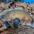 ikvX_s5XpX4-channel-avatar-DG_OUTDOORS