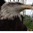 dSGa1hYKZuY-channel-avatar-AIGLE RENARD