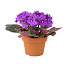 3XszsCLOaBo-channel-avatar-Mundo dos Vasos e Plantas