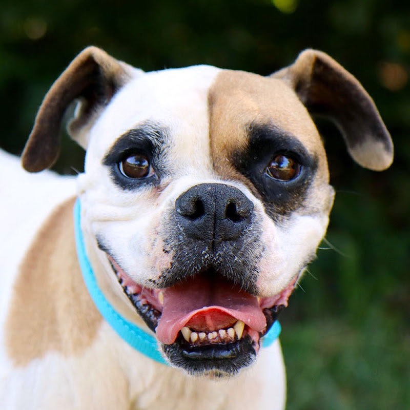 Friends of KCK Animal Services: Pet Spotlight