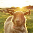Q2O3uDGAoUY-channel-avatar-Woolly Meadows Felting - The Fibre Ark