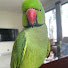 EIRp-utx4eQ-channel-avatar-Milo the parrot 