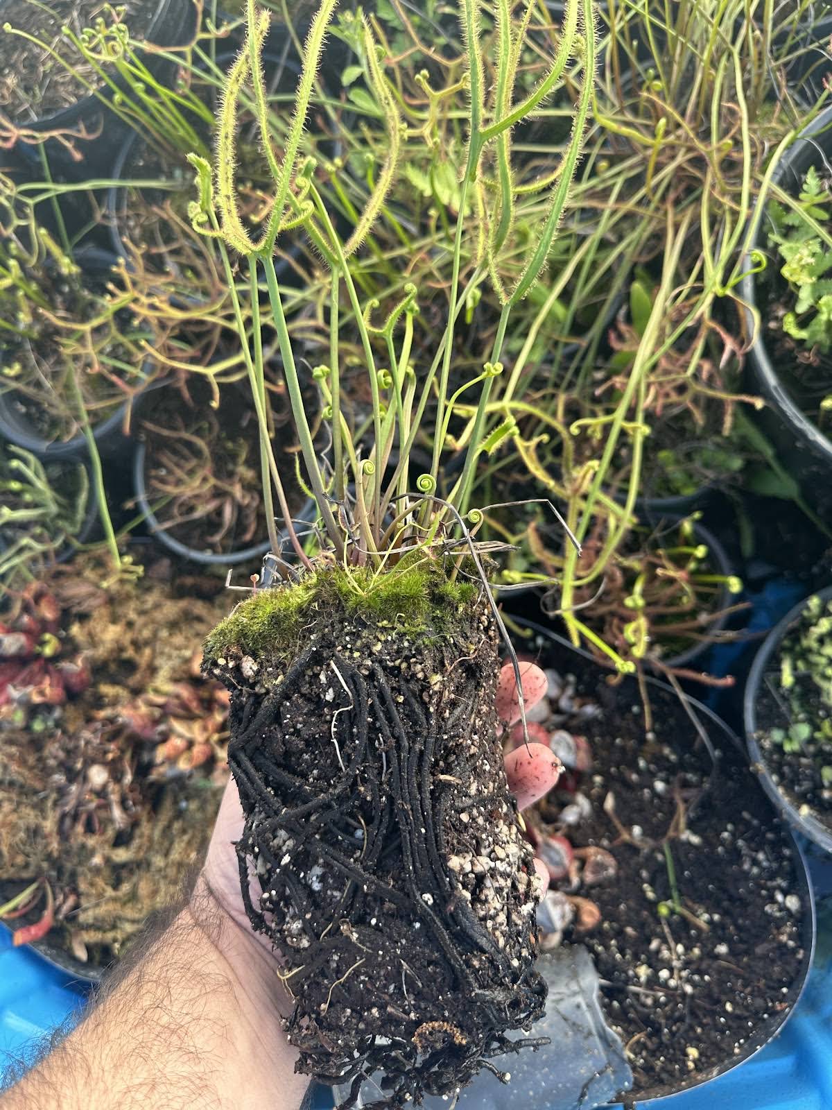 Carnivorous Plant Help - YouTube