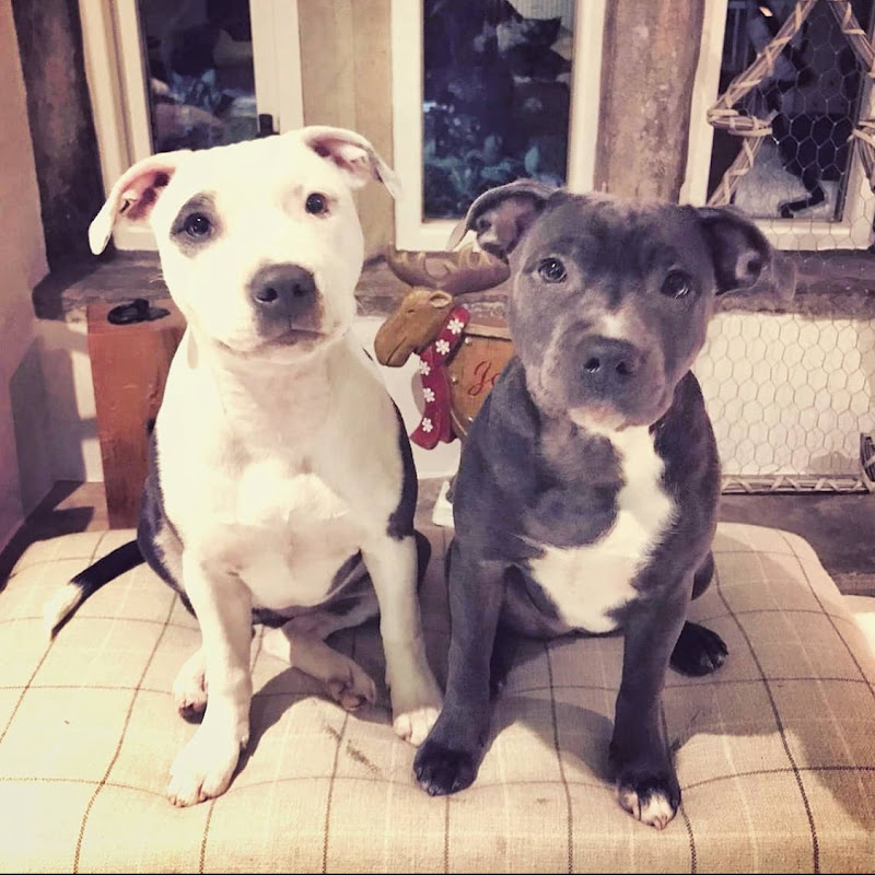 Izy Staffy Wolfpack 