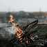 ArYEIeMHrUg-channel-avatar-Forester