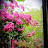 @작약-h7v
