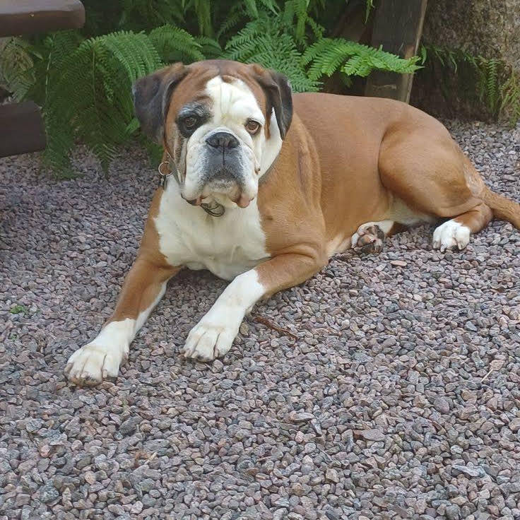 Post from BoxerRex