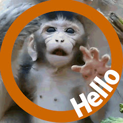 Baby Monkey Got Talent