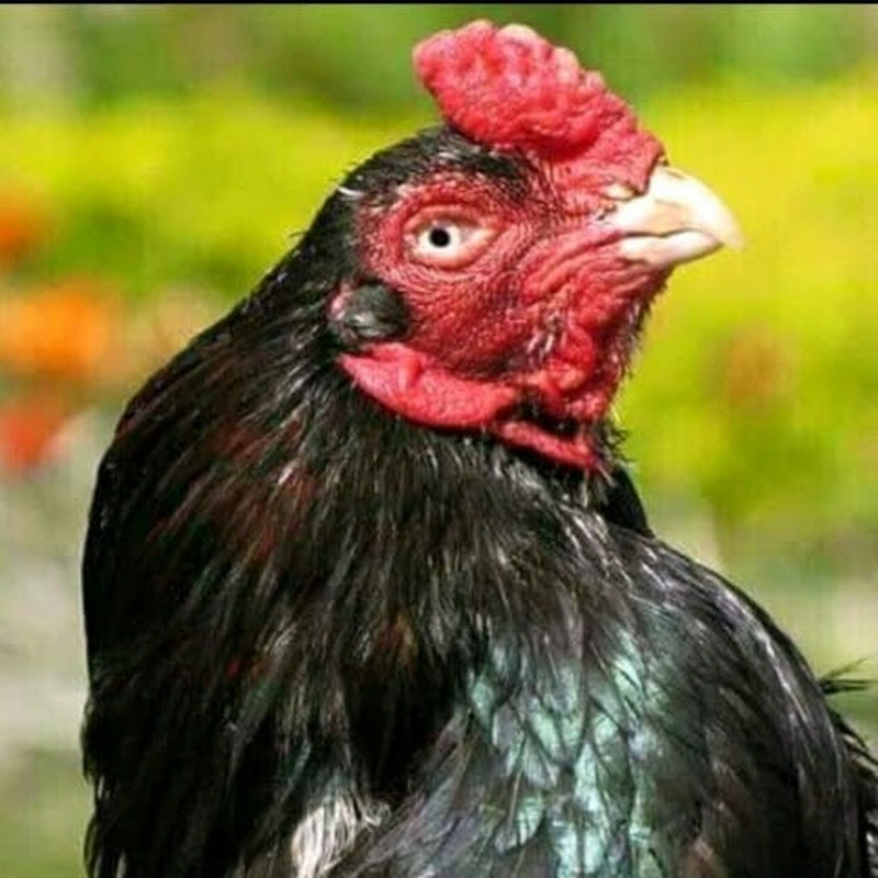 Aleem Amroha Aseel icon