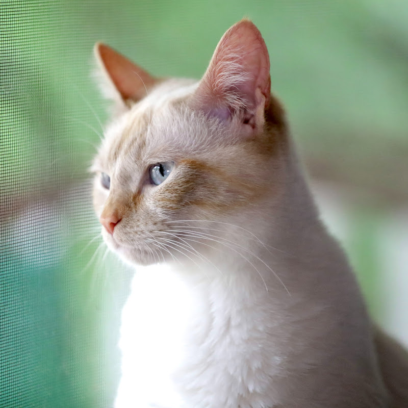 Muscles the Cat
