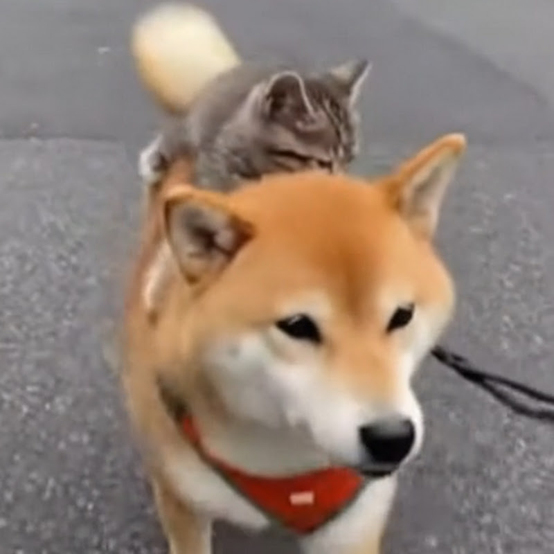 柴犬MAXチャンネル