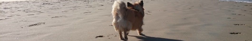 Chihuahua Charly YouTube 频道头像