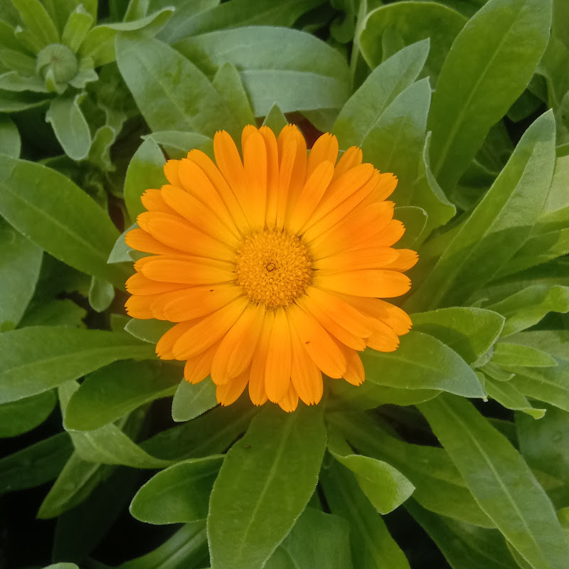 Mithalesh Gardening