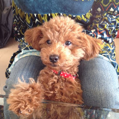 痛風大王と２匹のトイプードル