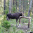 Ruslan in the Woods