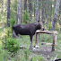 7Bg-E8qWK2g-channel-avatar-Ruslan in the Woods