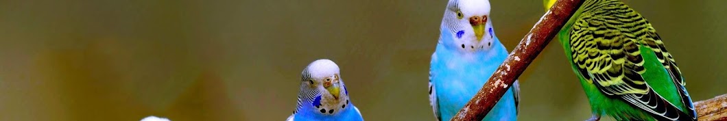 Arham's Parrots Kingdom YouTube channel avatar