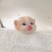 今日のしらたまたち