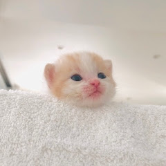 今日のしらたまたち