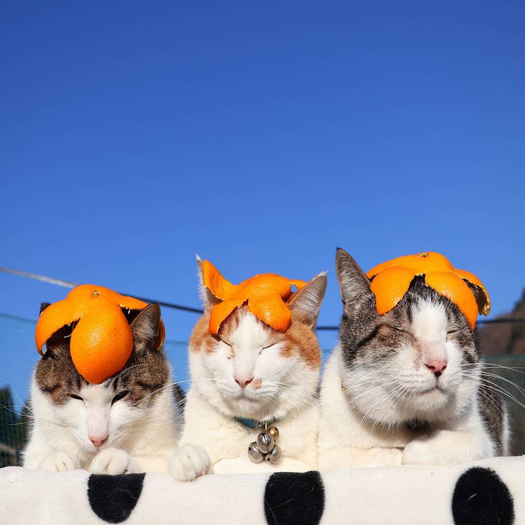 ご予約受付ページ　着ぐるみ猫パネル　フルーツと猫 YouTube