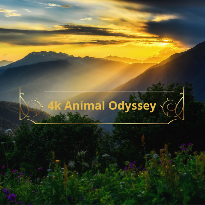 4K Animal Odyssey 