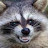 @bomboraasclat's avatar
