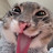 Sussy baka cat