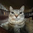 @cookiezreal's avatar