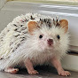 Pteas Hedgehog