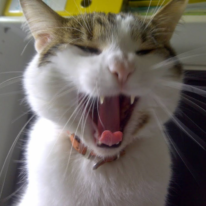 JeSuisUnChat