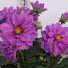 0r4x7Y5Lbk4-channel-avatar-Meu jardim presente de Deus