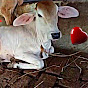 Kolkata king cow mandi