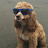 @CoolDogWithSunglasses