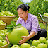 dAh2YkXPe9E-channel-avatar-Mai Huong Japanese