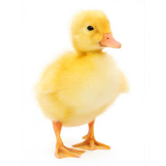 Funny Ducklings avatar