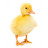 Funny Ducklings