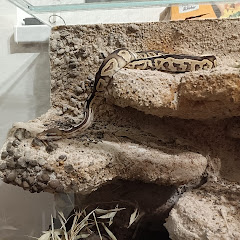 Patrik Predator